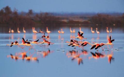Le Flamant Rose Bed & Breakfast Salin-de-Giraud Exterior photo